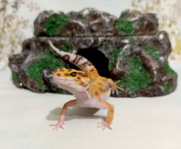 Леопардовый геккон.Эублефар