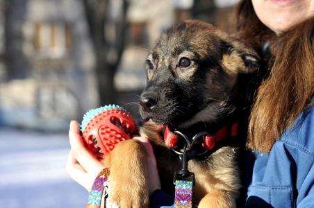 Цуценя Бейліз
