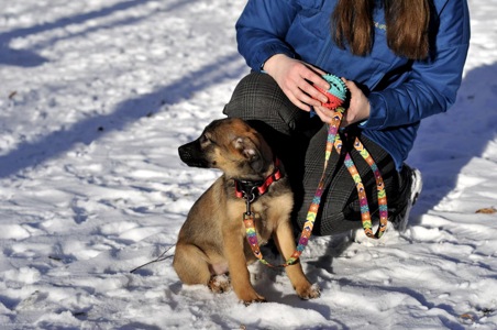 Цуценя Бейліз