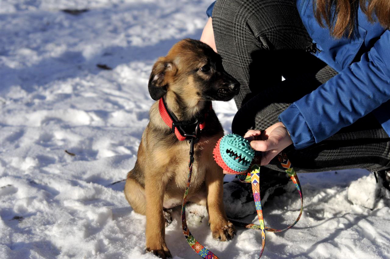 Цуценя Бейліз