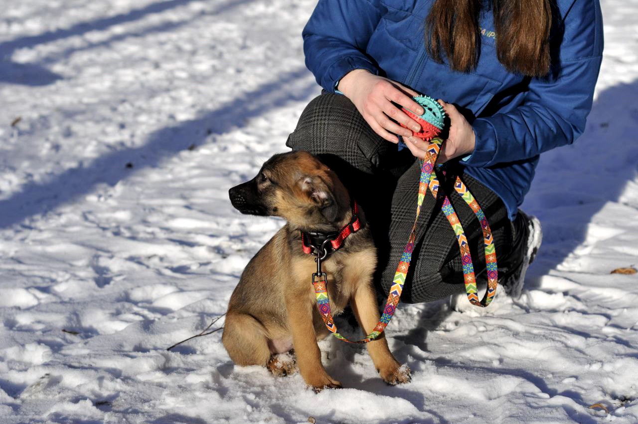 Цуценя Бейліз