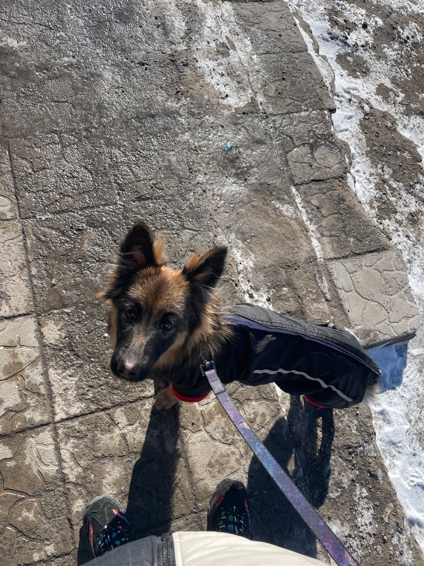 Немецкая овчарка зонарного окраса