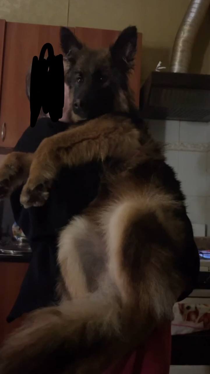 Немецкая овчарка зонарного окраса