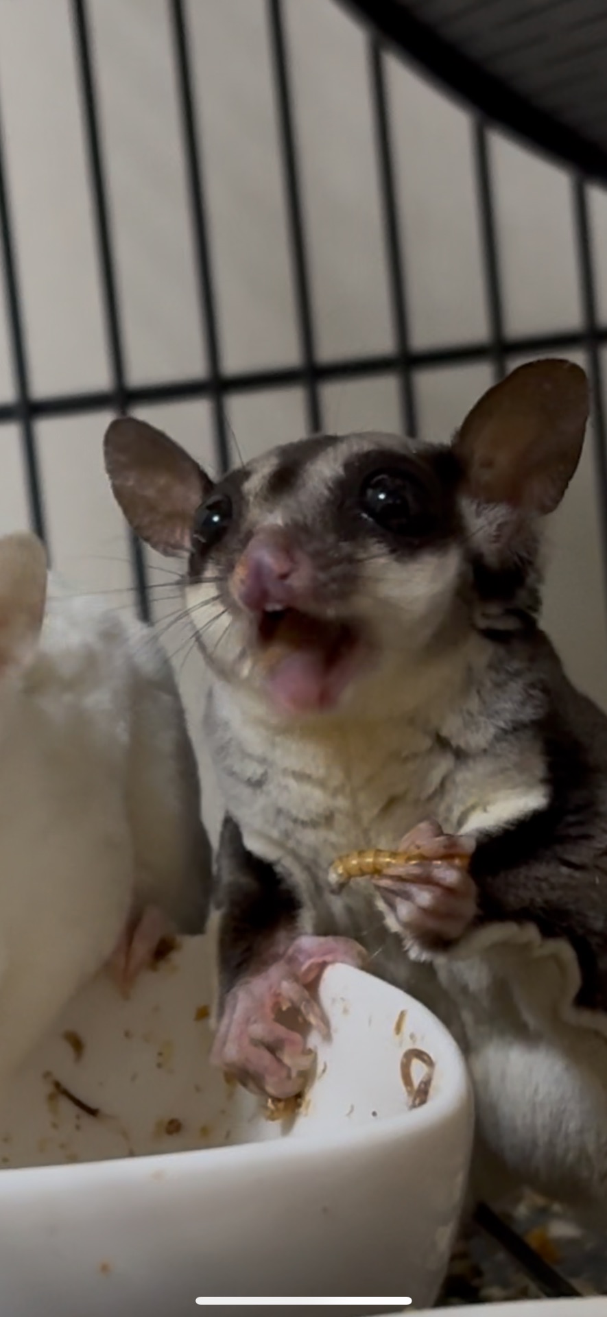 Цукрові поссуми