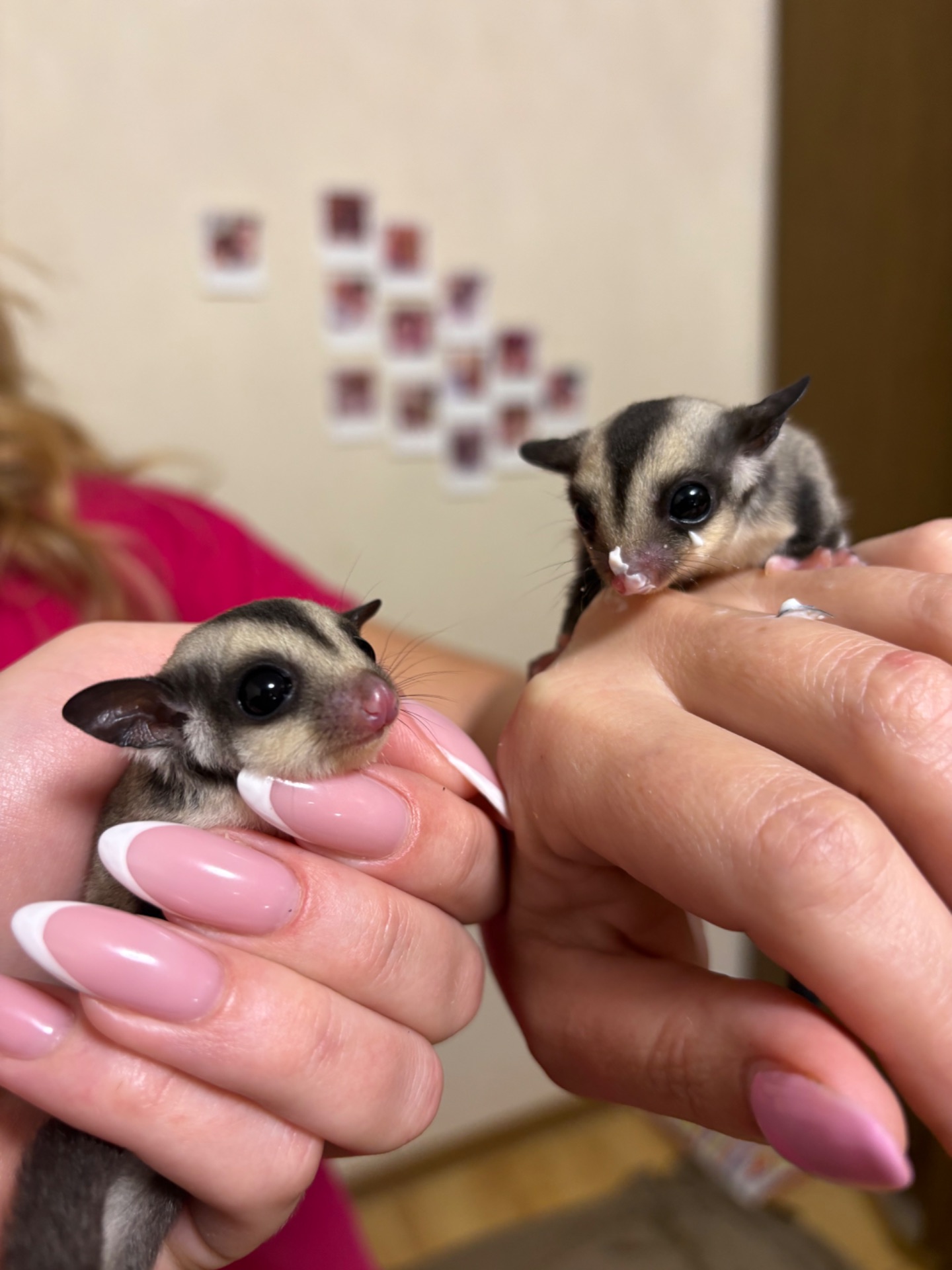 Цукрові поссуми