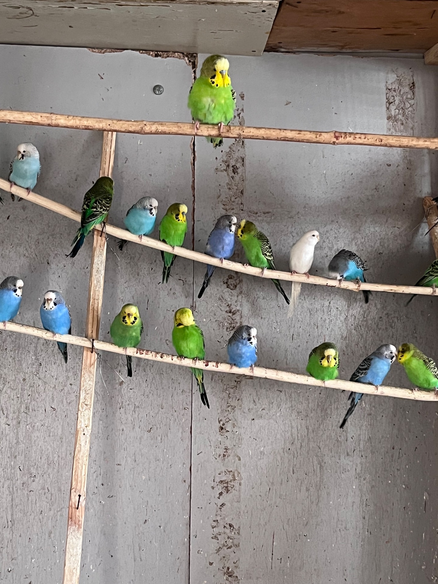 Волнистые попугаи, Херсон, Николаев