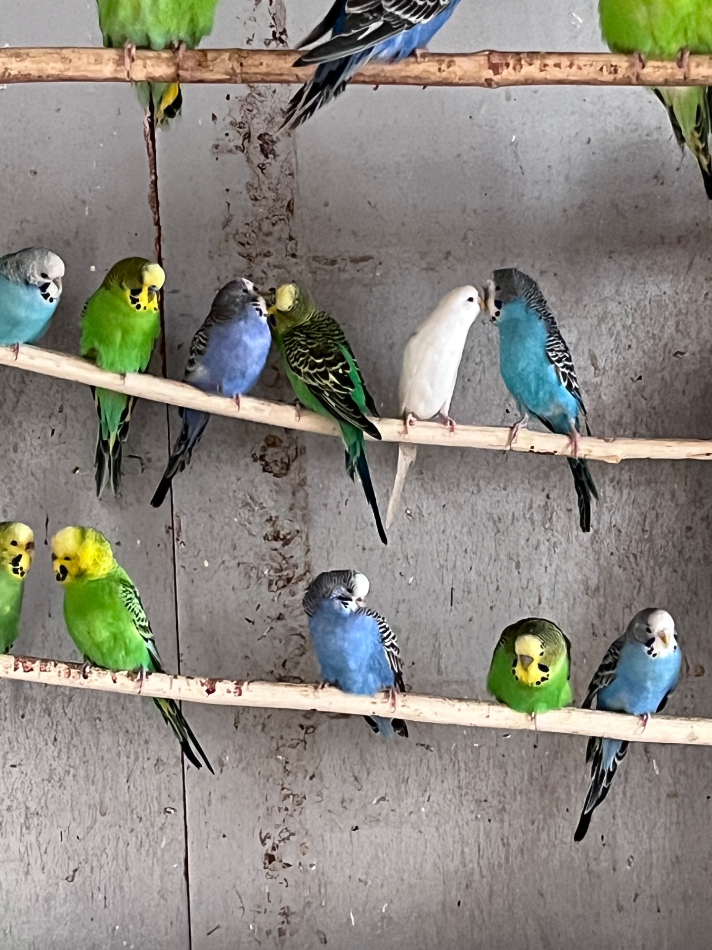 Волнистые попугаи, Херсон, Николаев