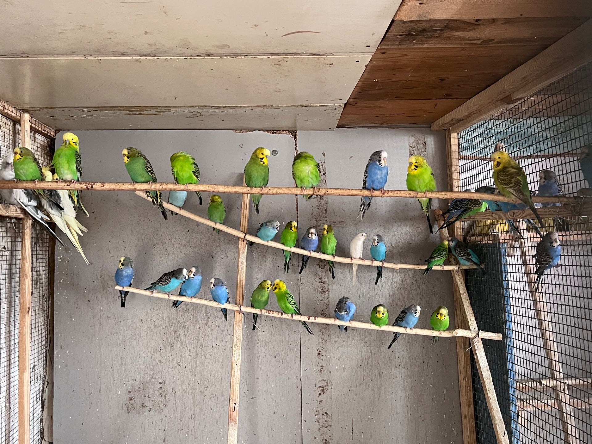 Волнистые попугаи, Херсон, Николаев