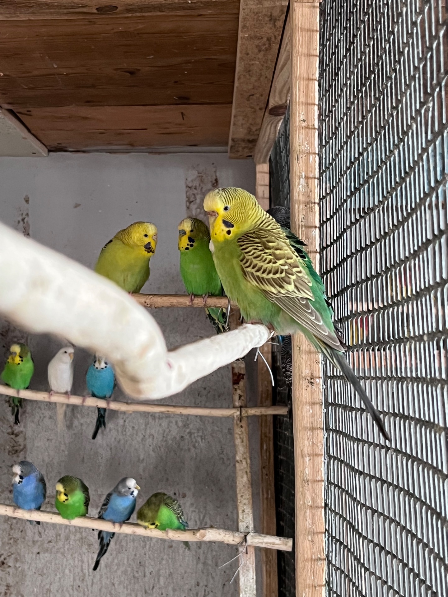 Волнистые попугаи, Херсон, Николаев