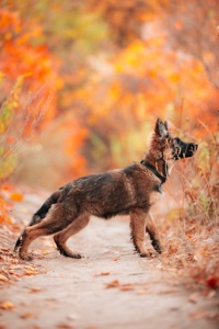 Немецкая овчарка зонарного окраса