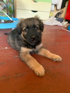 Немецкая овчарка зонарного окраса