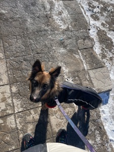 Немецкая овчарка зонарного окраса