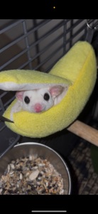 Цукрові поссуми