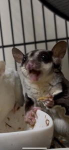 Цукрові поссуми