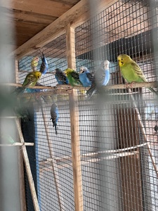 Волнистые попугаи, Херсон, Николаев