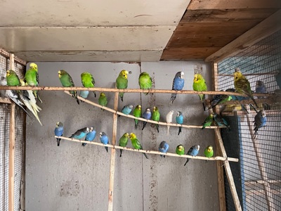 Волнистые попугаи, Херсон, Николаев
