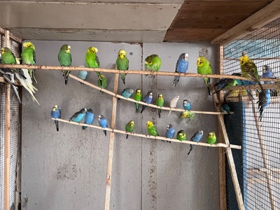 Волнистые попугаи, Херсон, Николаев