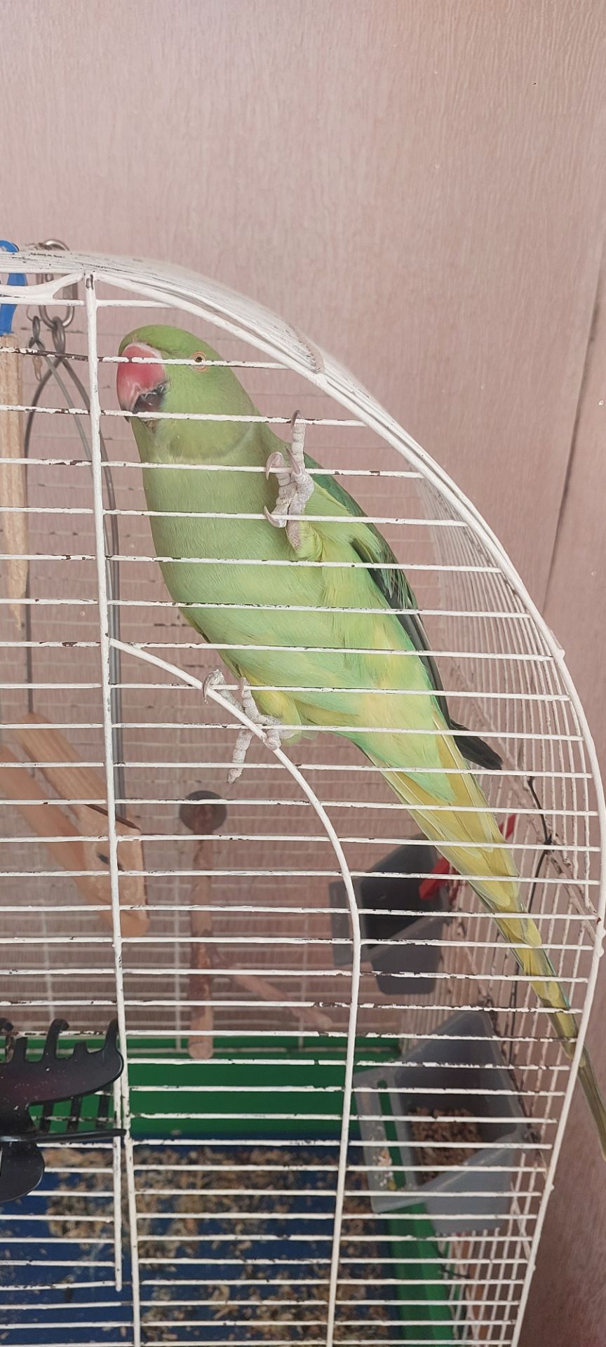 Папуга намистиновий крамера лаймовий 1,5 роки