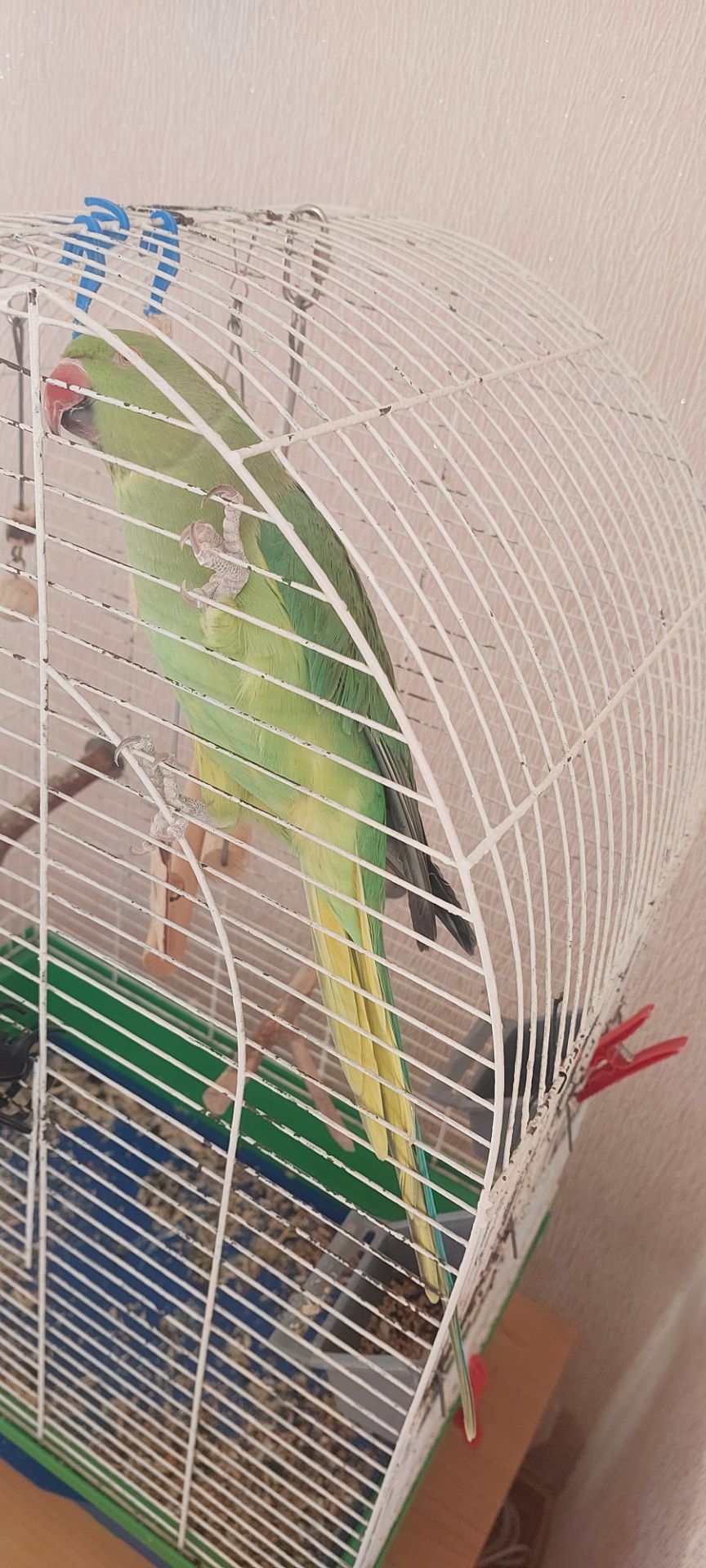 Папуга намистиновий крамера лаймовий 1,5 роки