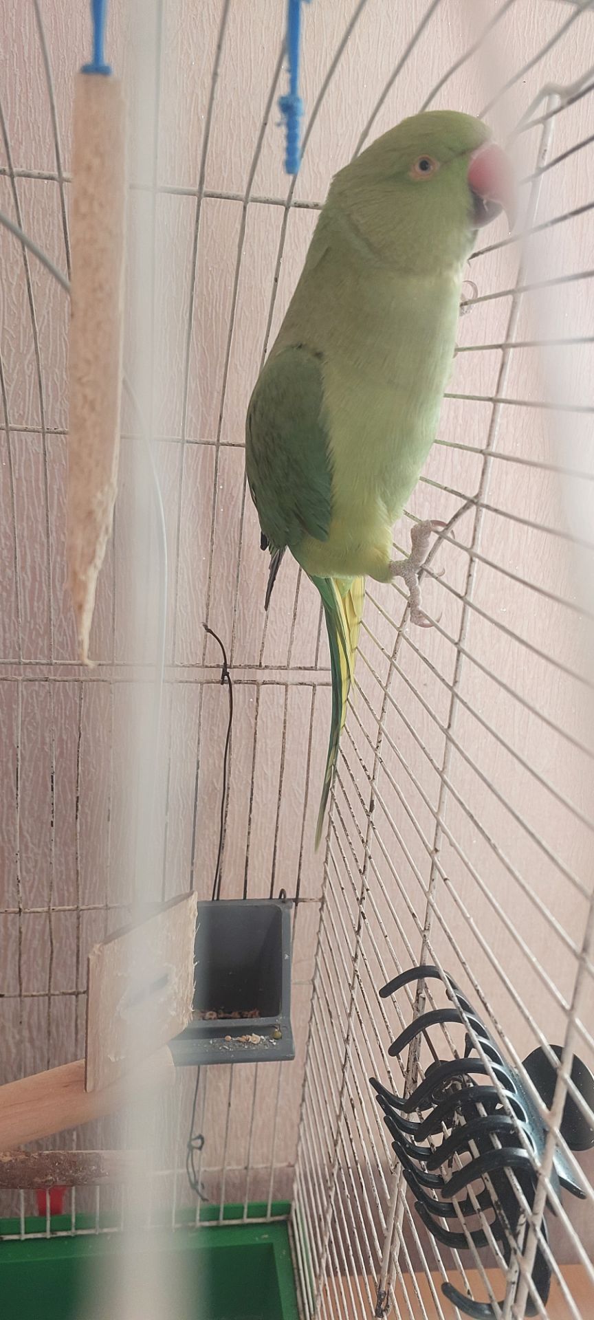 Папуга намистиновий крамера лаймовий 1,5 роки