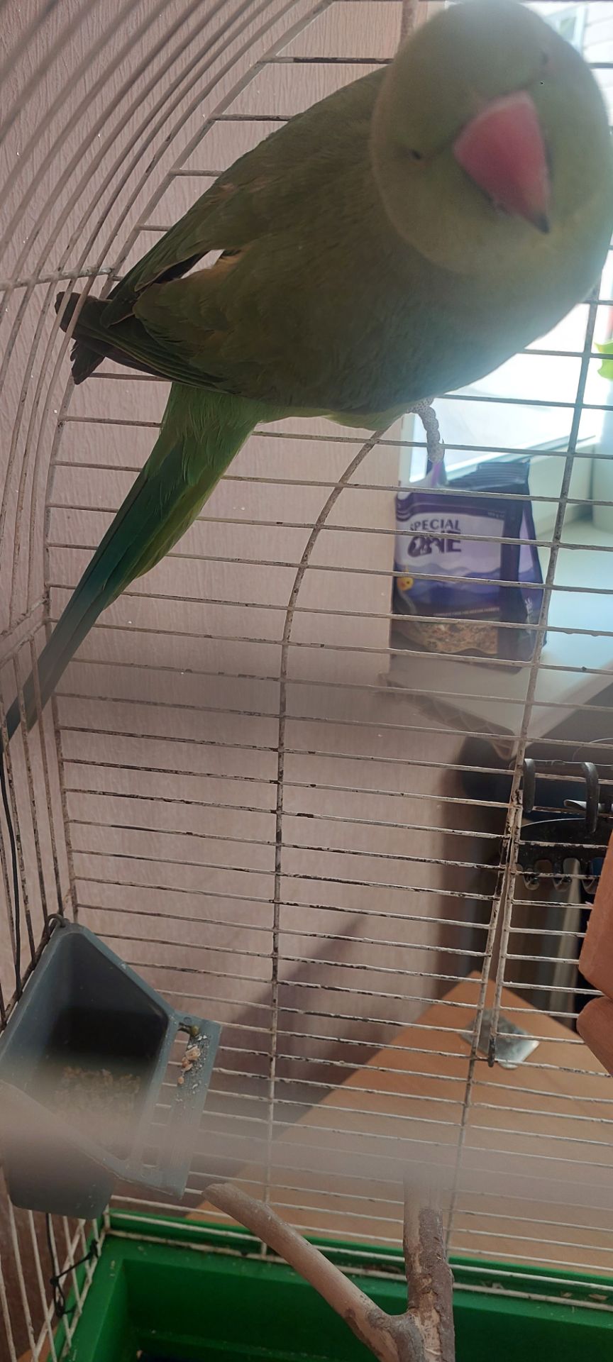 Папуга намистиновий крамера лаймовий 1,5 роки