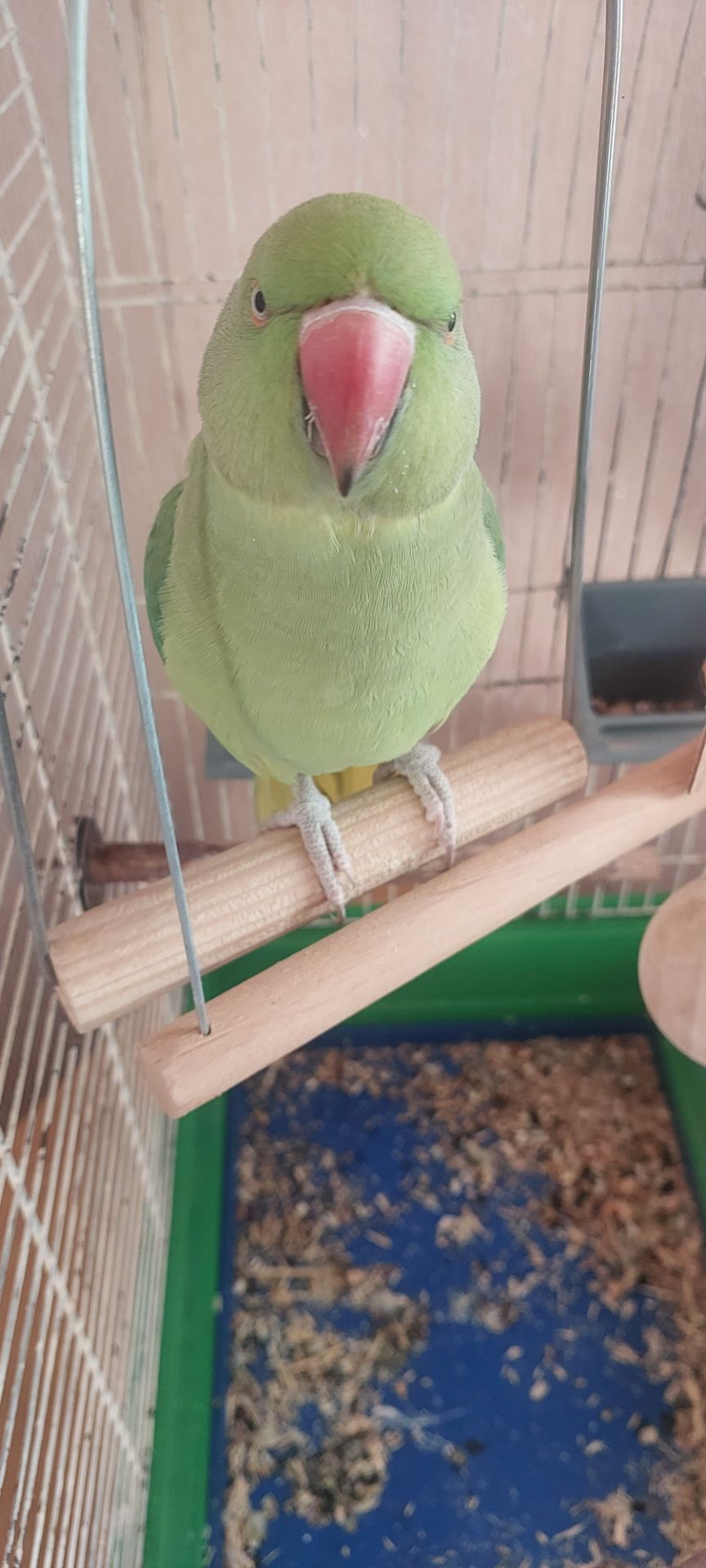 Папуга намистиновий крамера лаймовий 1,5 роки