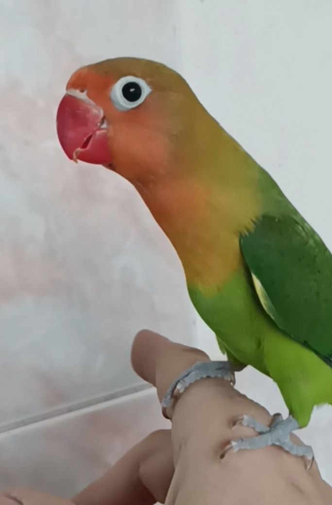 Ручные-выкормыши