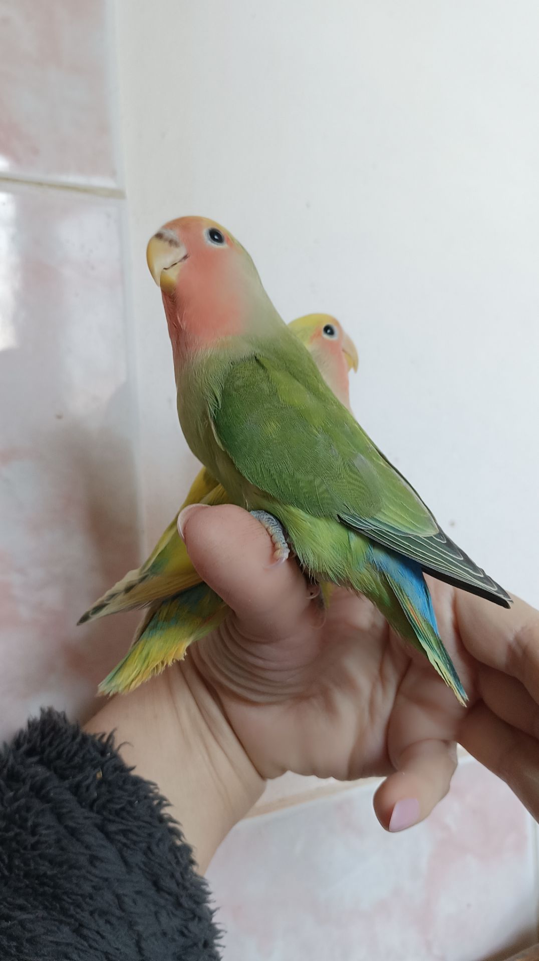 Ручные-выкормыши