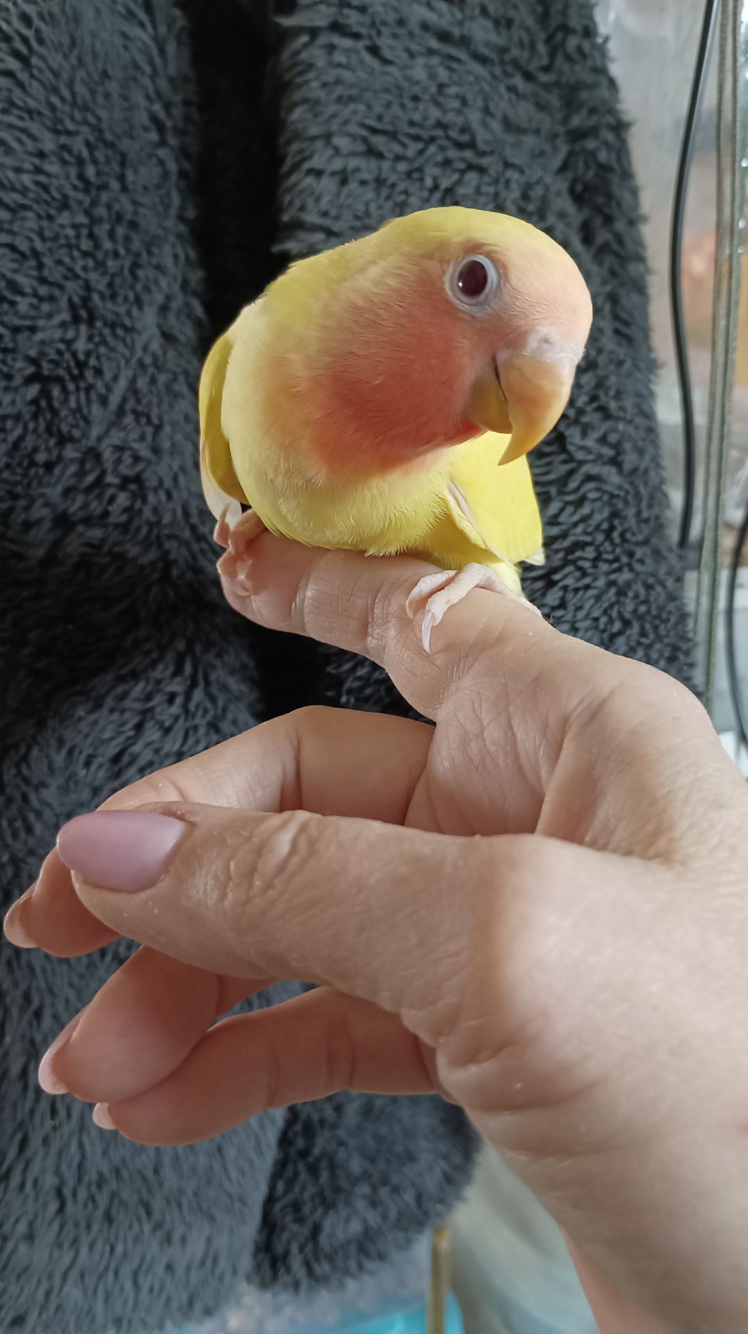 Ручные-выкормыши