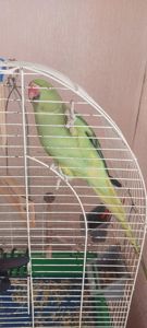 Папуга намистиновий крамера лаймовий 1,5 роки