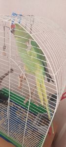 Папуга намистиновий крамера лаймовий 1,5 роки