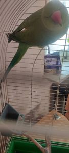 Папуга намистиновий крамера лаймовий 1,5 роки