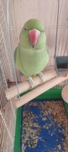 Папуга намистиновий крамера лаймовий 1,5 роки