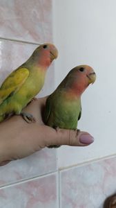 Ручные-выкормыши