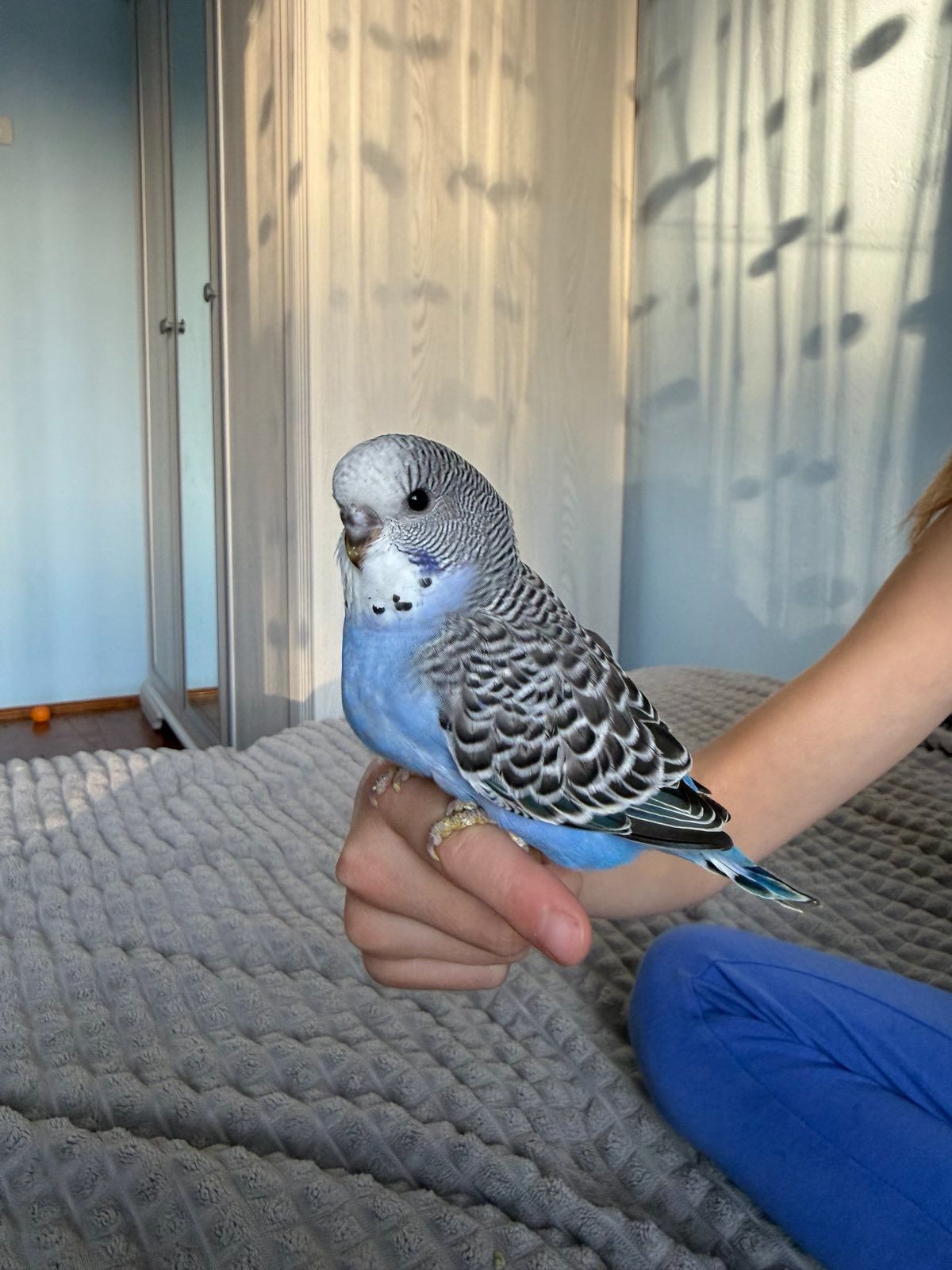 Хвилясті напівчехи папужки