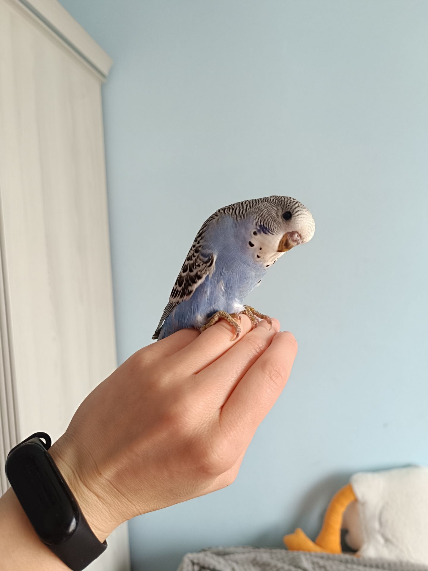 Хвилясті напівчехи папужки