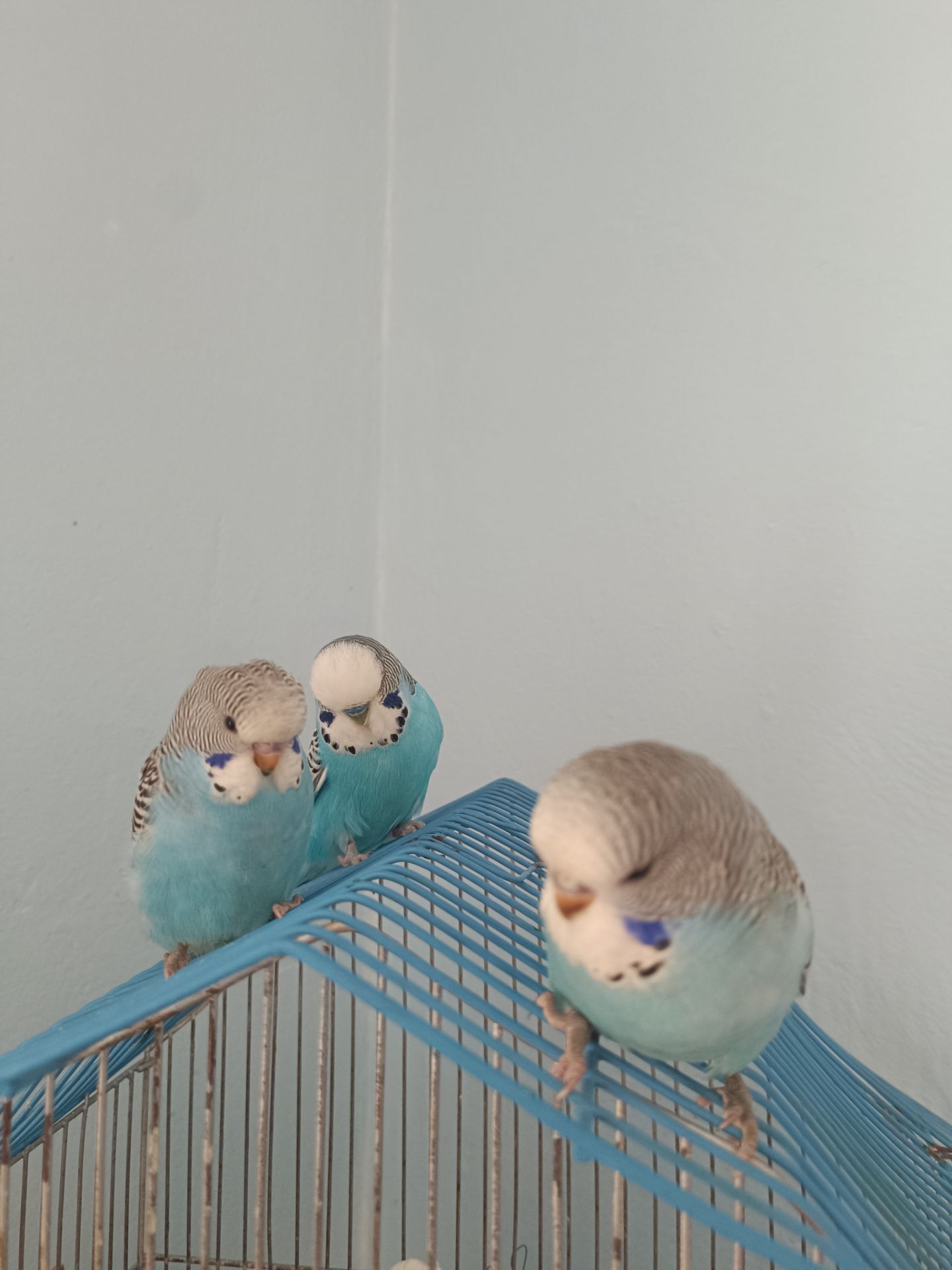 Хвилясті напівчехи папужки