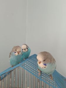 Хвилясті напівчехи папужки