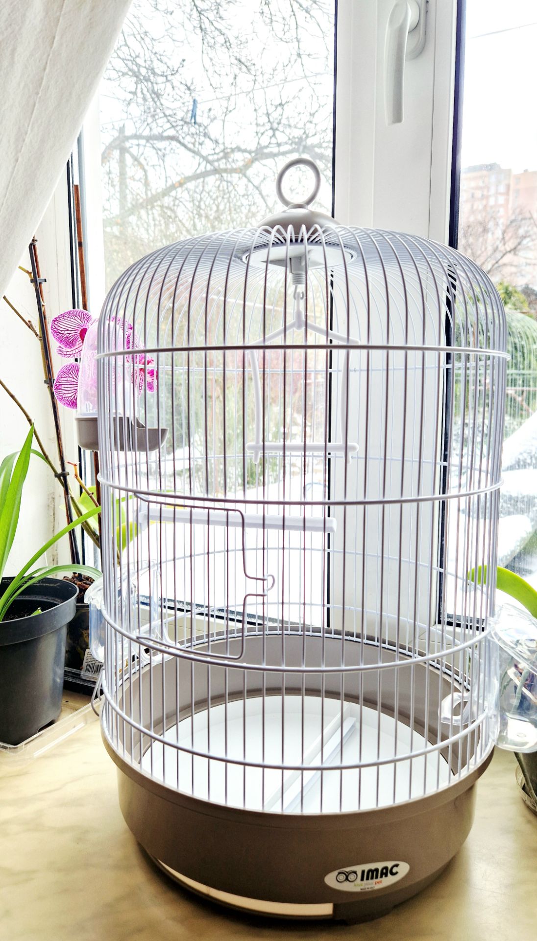 Волнистый попугай лютино, мальчик 2 мес