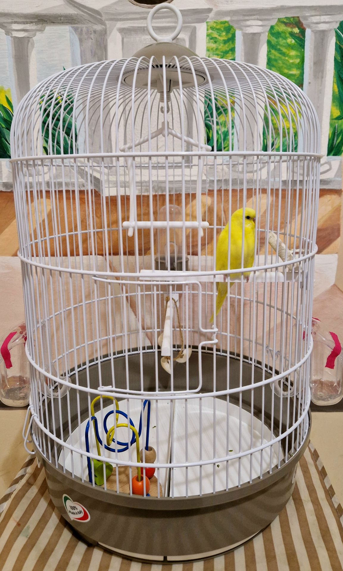 Волнистый попугай лютино, мальчик 2 мес