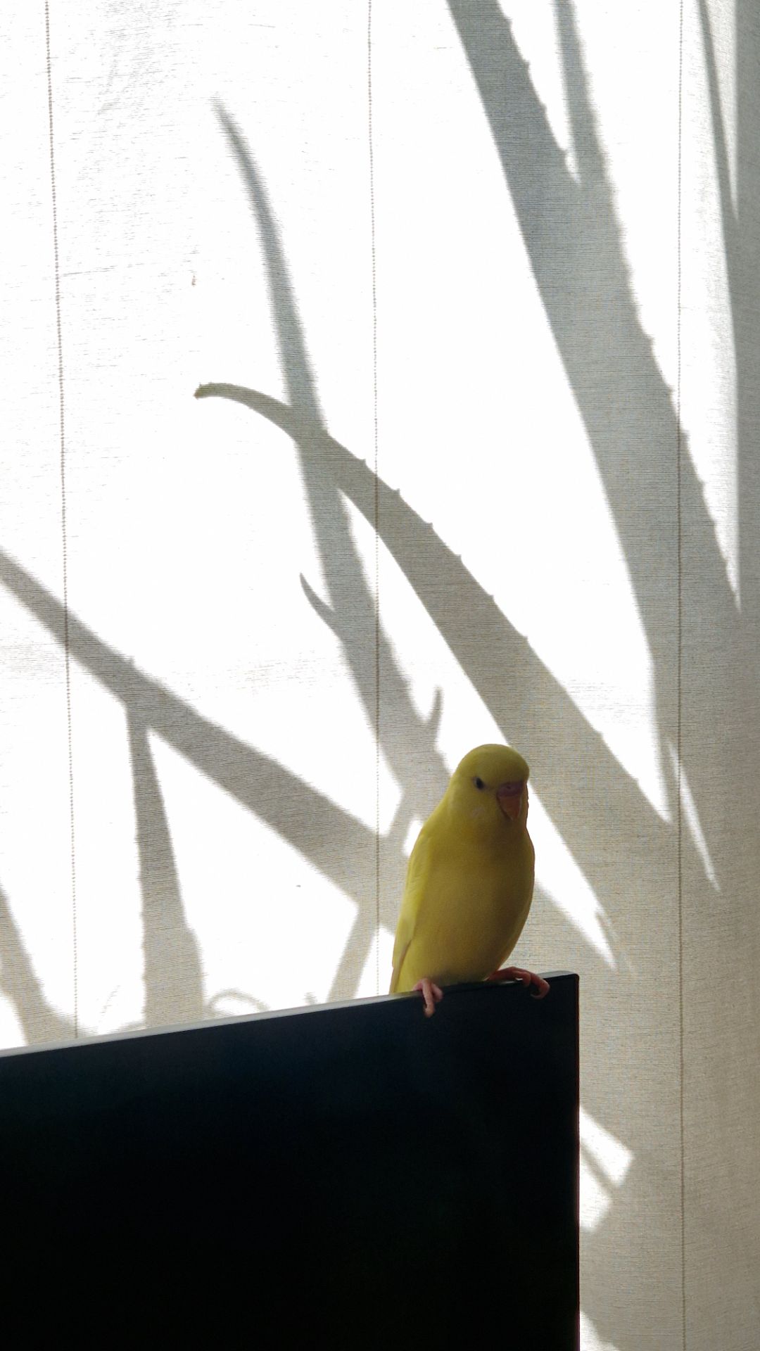 Волнистый попугай лютино, мальчик 2 мес