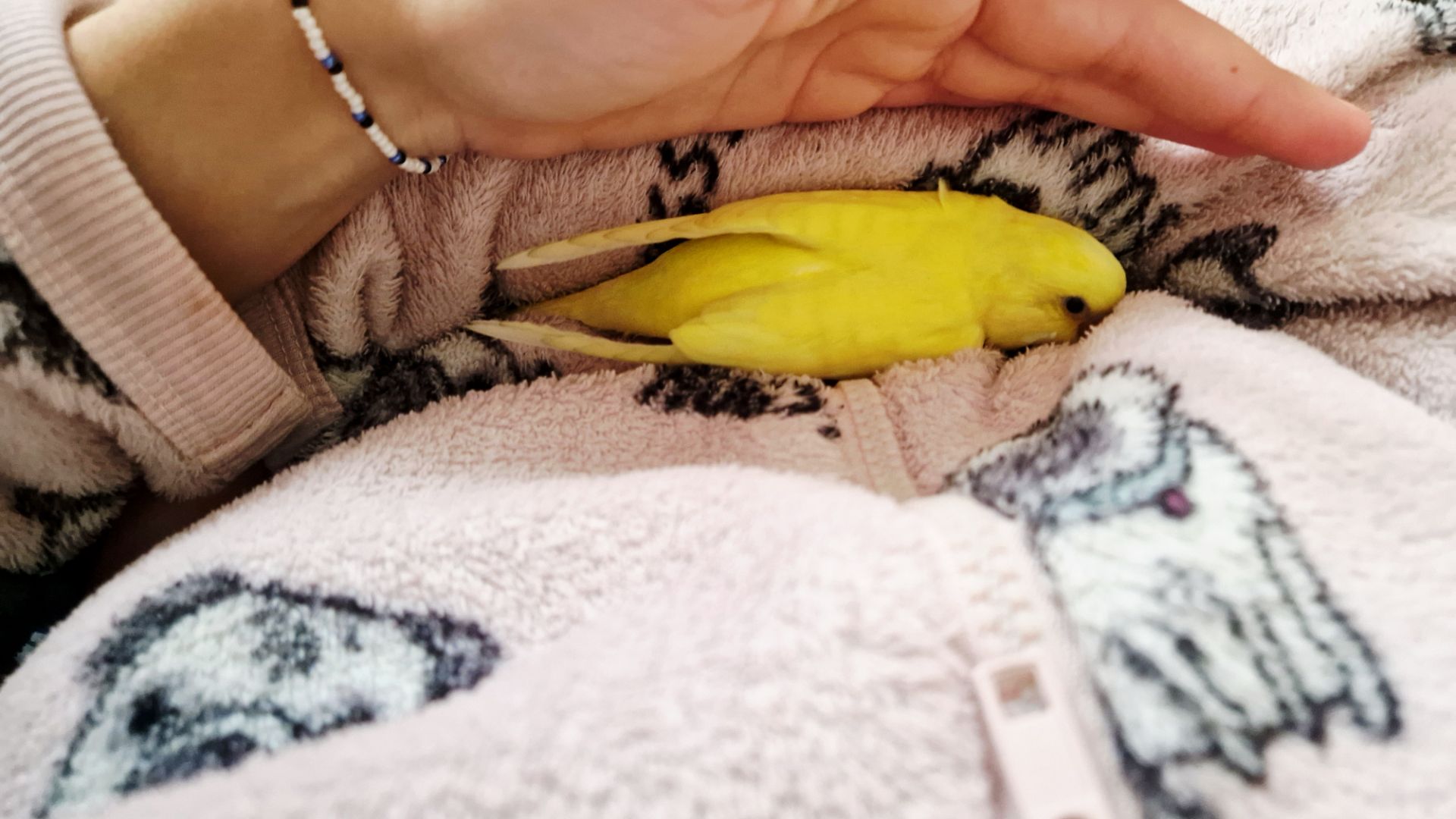 Волнистый попугай лютино, мальчик 2 мес