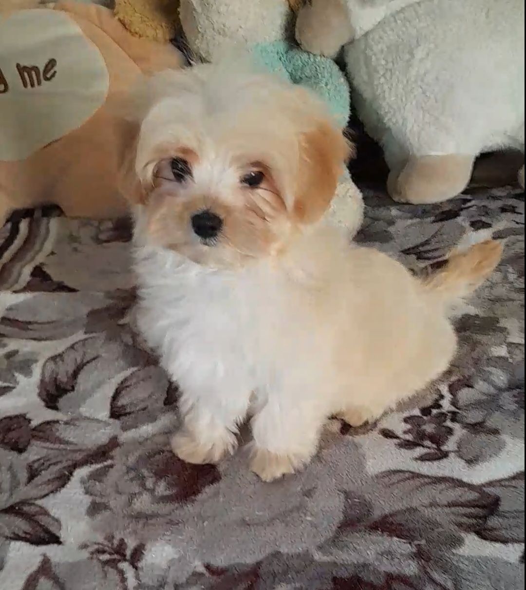 Мальтипу Ф1 мальчик