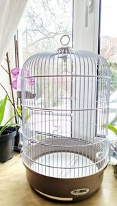 Волнистый попугай лютино, мальчик 2 мес