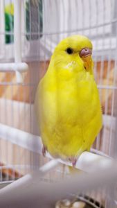 Волнистый попугай лютино, мальчик 2 мес