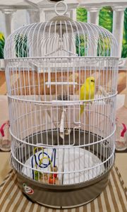 Волнистый попугай лютино, мальчик 2 мес