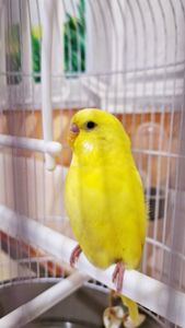 Волнистый попугай лютино, мальчик 2 мес