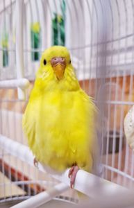 Волнистый попугай лютино, мальчик 2 мес