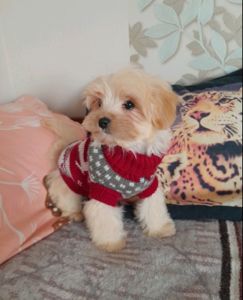 Мальтипу Ф1 мальчик