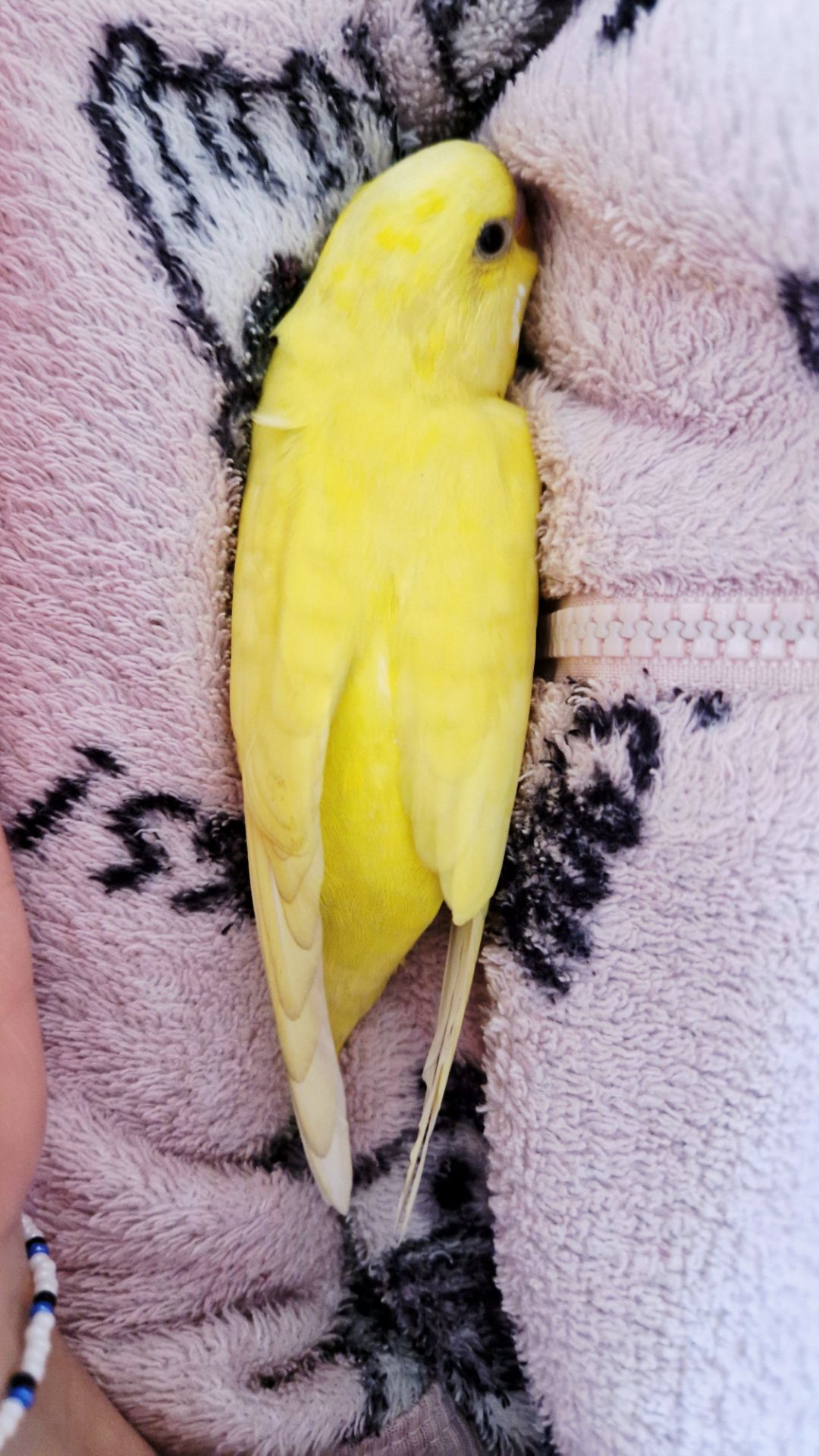 Волнистый попугай лютино, мальчик 2 мес